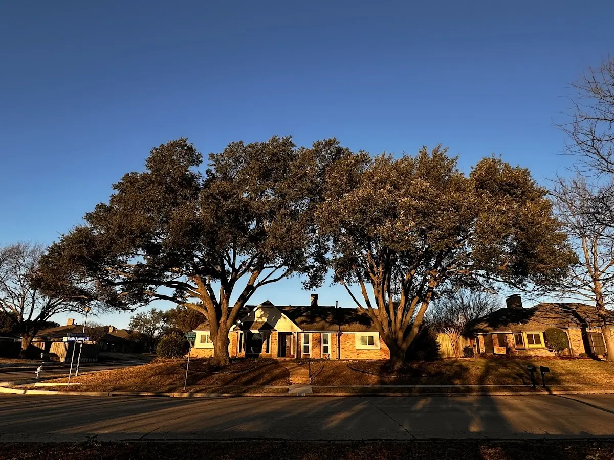 Established residential canopy tree shading a home in Swan